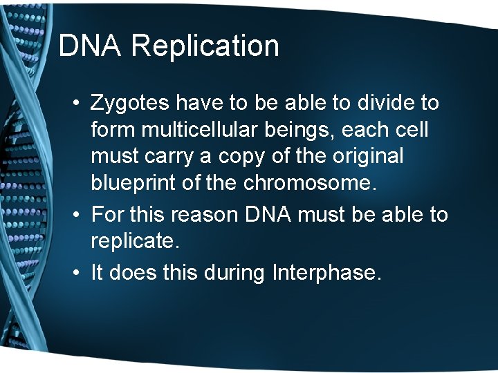 DNA Replication • Zygotes have to be able to divide to form multicellular beings,
