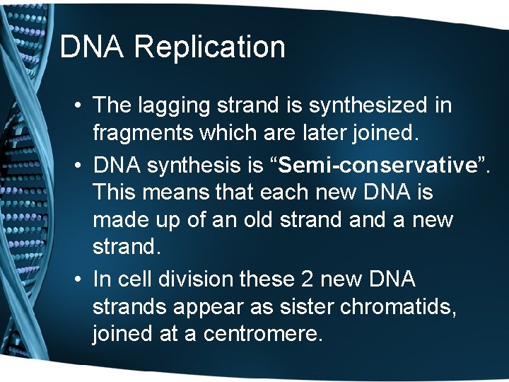 DNA Replication • The lagging strand is synthesized in fragments which are later joined.