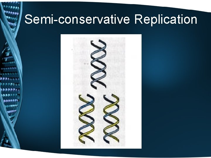 Semi-conservative Replication 