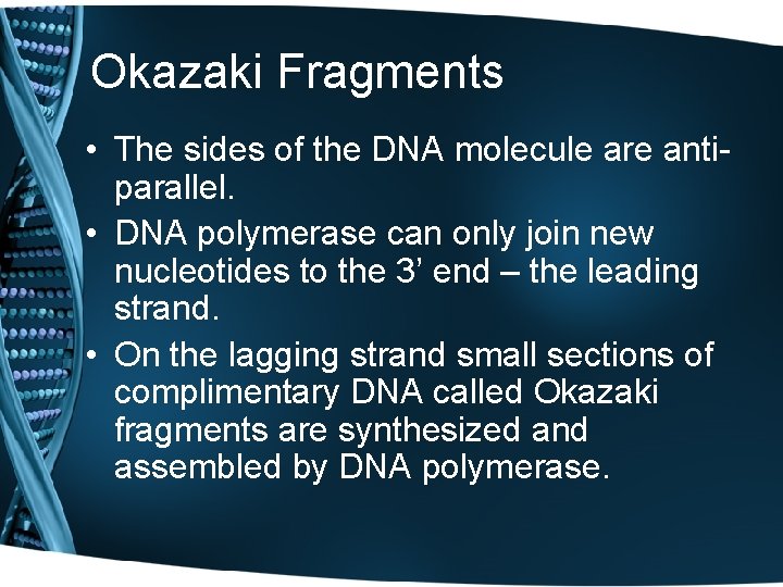 Okazaki Fragments • The sides of the DNA molecule are antiparallel. • DNA polymerase