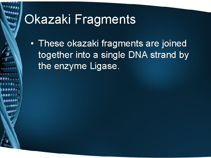 Okazaki Fragments • These okazaki fragments are joined together into a single DNA strand