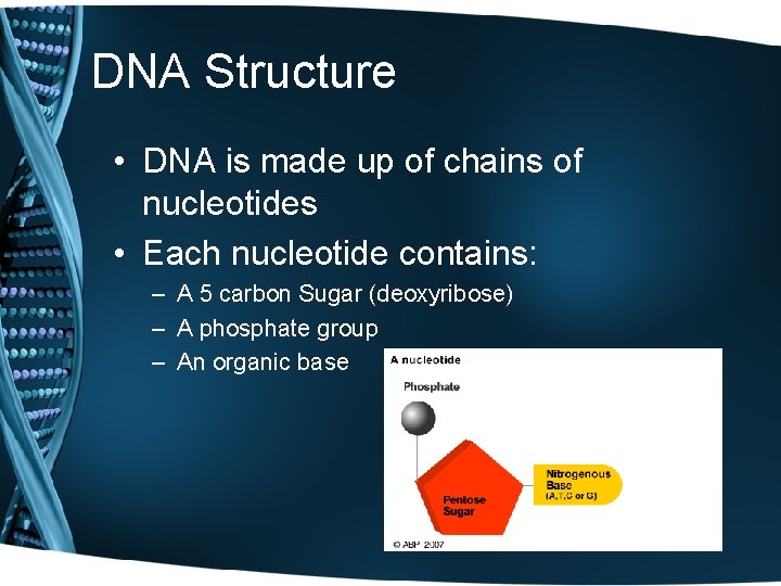 DNA Structure • DNA is made up of chains of nucleotides • Each nucleotide
