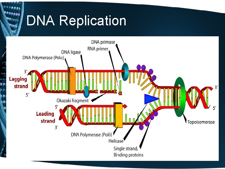 DNA Replication 