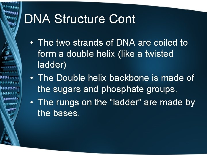 DNA Structure Cont • The two strands of DNA are coiled to form a