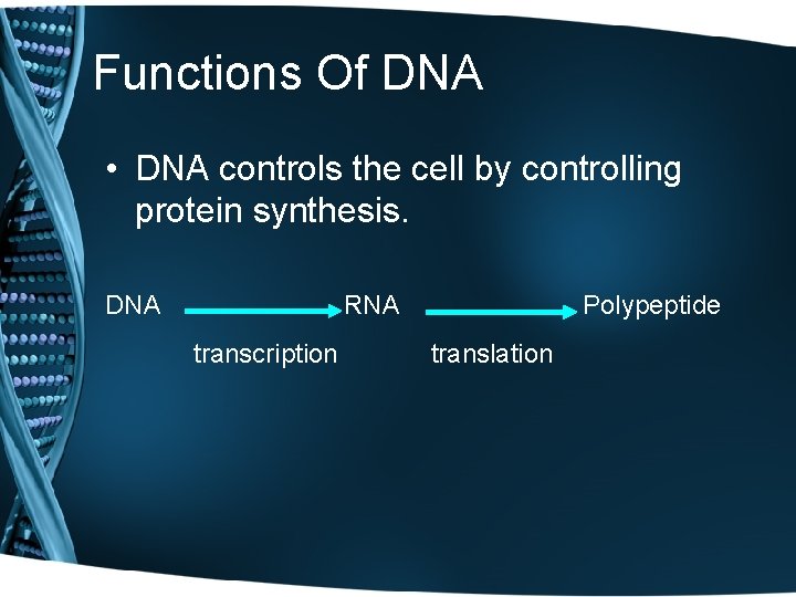 Functions Of DNA • DNA controls the cell by controlling protein synthesis. DNA RNA