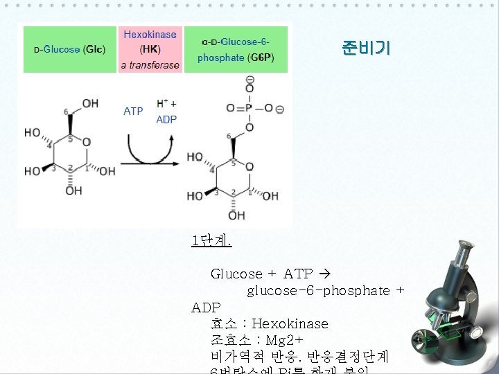 준비기 1단계. Glucose + ATP glucose-6 -phosphate + ADP 효소 : Hexokinase 조효소 :