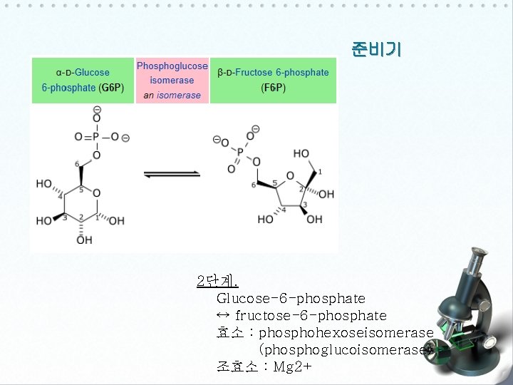 준비기 2단계. Glucose-6 -phosphate ↔ fructose-6 -phosphate 효소 : phosphohexoseisomerase (phosphoglucoisomerase) 조효소 : Mg