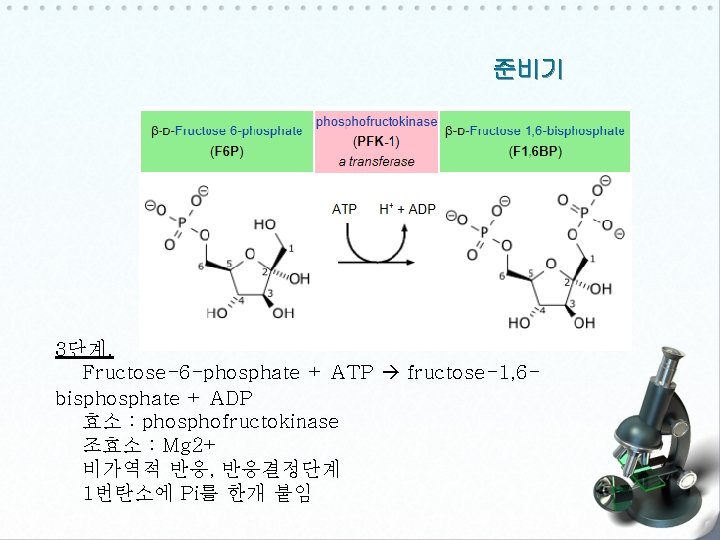 준비기 3단계. Fructose-6 -phosphate + ATP fructose-1, 6 bisphosphate + ADP 효소 : phosphofructokinase
