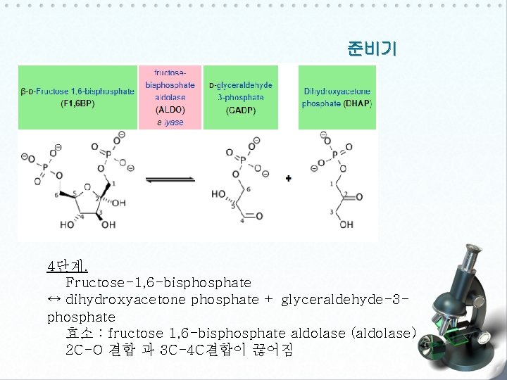 준비기 4단계. Fructose-1, 6 -bisphosphate ↔ dihydroxyacetone phosphate + glyceraldehyde-3 phosphate 효소 : fructose