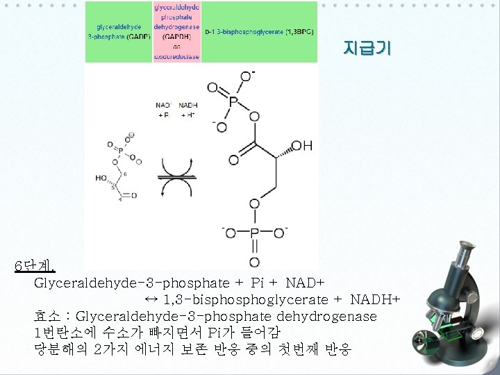 지급기 6단계. Glyceraldehyde-3 -phosphate + Pi + NAD+ ↔ 1, 3 -bisphoglycerate + NADH+