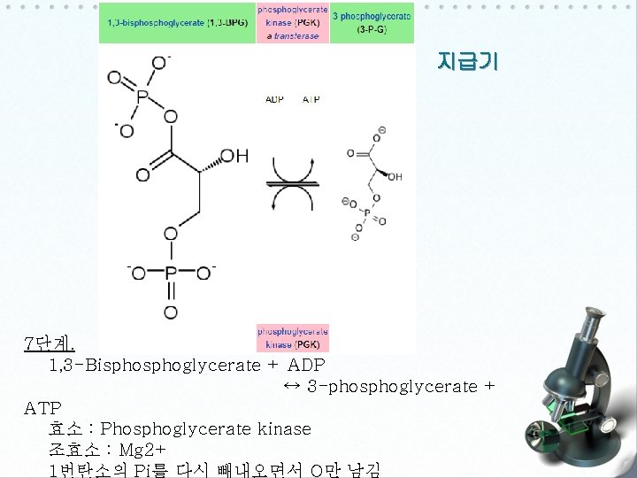지급기 7단계. 1, 3 -Bisphoglycerate + ADP ↔ 3 -phosphoglycerate + ATP 효소 :