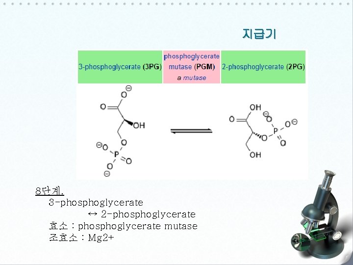 지급기 8단계. 3 -phosphoglycerate ↔ 2 -phosphoglycerate 효소 : phosphoglycerate mutase 조효소 : Mg