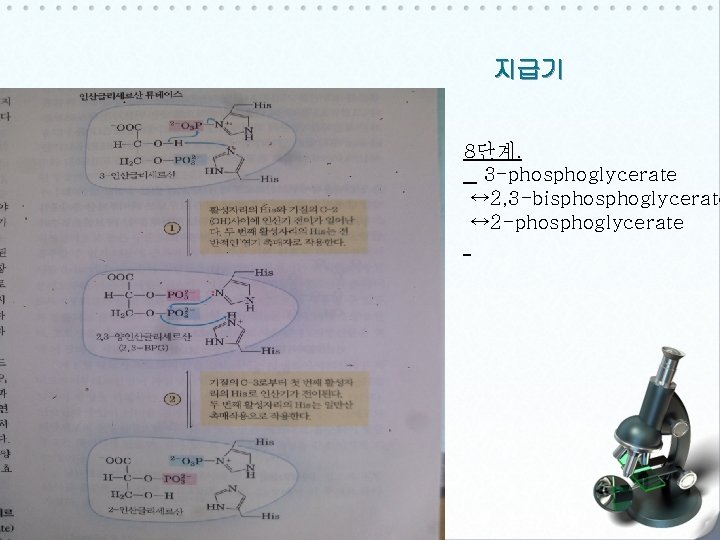 지급기 8단계. 3 -phosphoglycerate ↔ 2, 3 -bisphoglycerate ↔ 2 -phosphoglycerate 