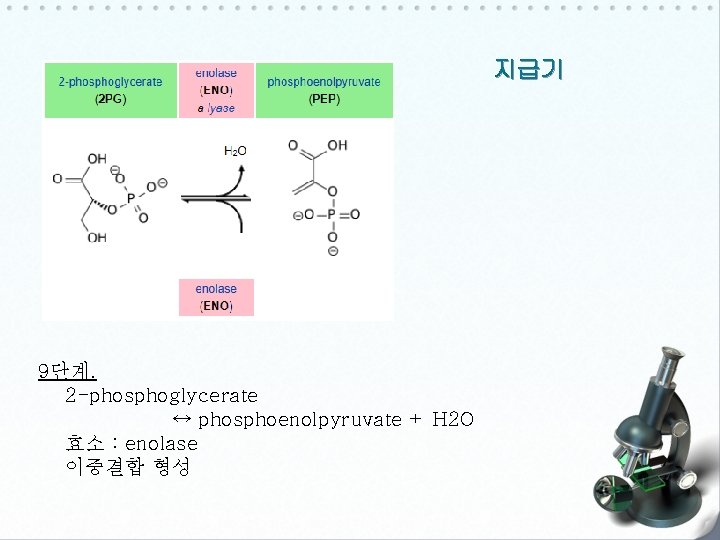 지급기 9단계. 2 -phosphoglycerate ↔ phosphoenolpyruvate + H 2 O 효소 : enolase 이중결합