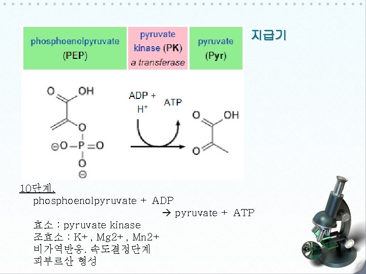 지급기 10단계. phosphoenolpyruvate + ADP pyruvate + ATP 효소 : pyruvate kinase 조효소 :