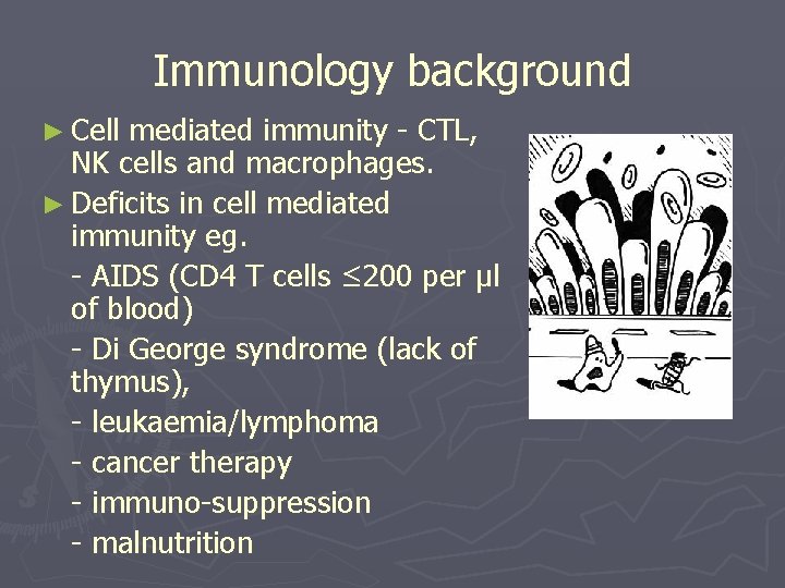 Immunology background ► Cell mediated immunity - CTL, NK cells and macrophages. ► Deficits