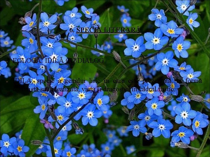 6. SPECIA LITERARĂ - EGLOGĂ: IDILĂ CU DIALOG. - IDILA: specie a genului liric 6. SPECIA LITERARĂ - EGLOGĂ: IDILĂ CU DIALOG. - IDILA: specie a genului liric
