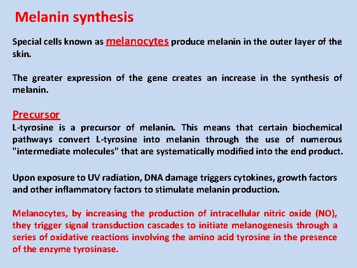 Melanin synthesis Special cells known as melanocytes produce melanin in the outer layer of