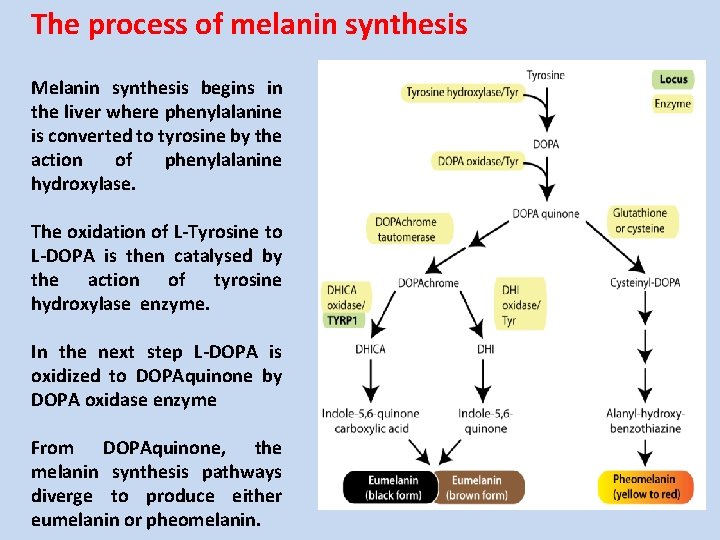 The process of melanin synthesis Melanin synthesis begins in the liver where phenylalanine is