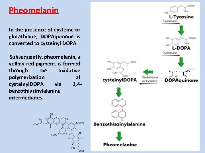 Pheomelanin In the presence of cysteine or glutathione, DOPAquinone is converted to cysteinyl DOPA