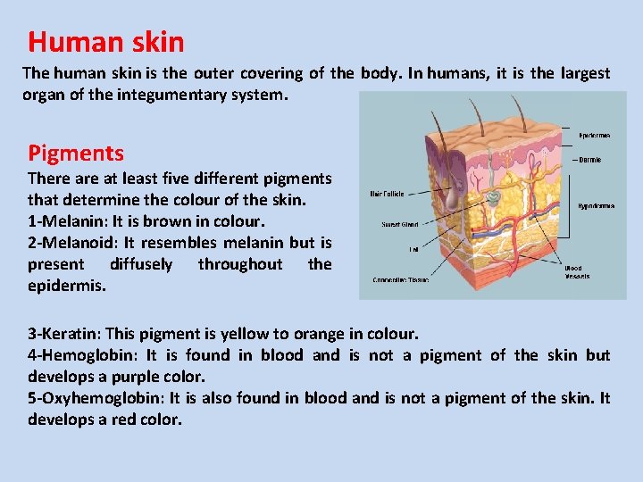 Human skin The human skin is the outer covering of the body. In humans,