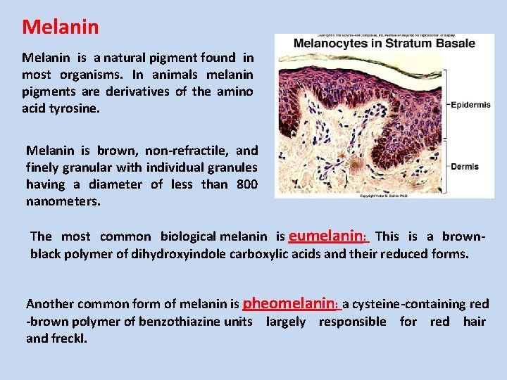 Melanin is a natural pigment found in most organisms. In animals melanin pigments are