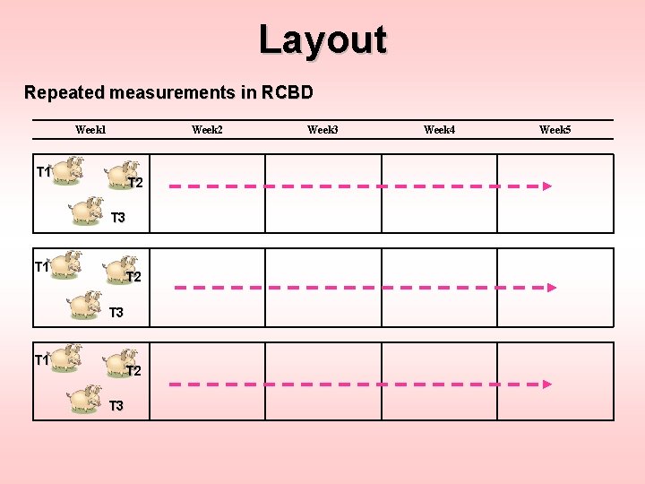 Layout Repeated measurements in RCBD Week 1 Week 2 T 1 T 2 T