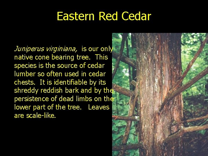 Eastern Red Cedar Juniperus virginiana, is our only native cone bearing tree. This species