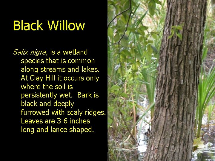Black Willow Salix nigra, is a wetland species that is common along streams and