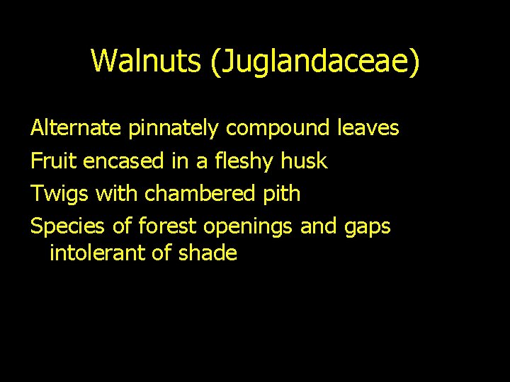 Walnuts (Juglandaceae) Alternate pinnately compound leaves Fruit encased in a fleshy husk Twigs with