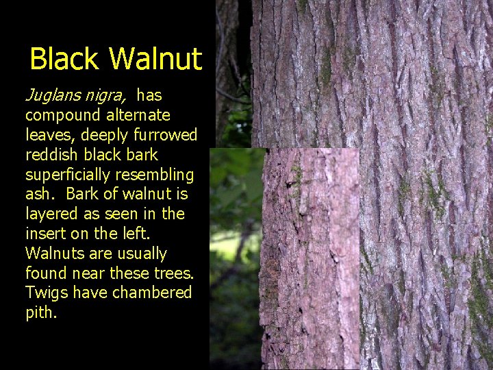 Black Walnut Juglans nigra, has compound alternate leaves, deeply furrowed reddish black bark superficially