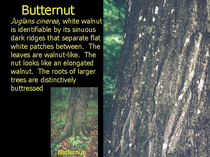 Butternut Juglans cinerea, white walnut is identifiable by its sinuous dark ridges that separate