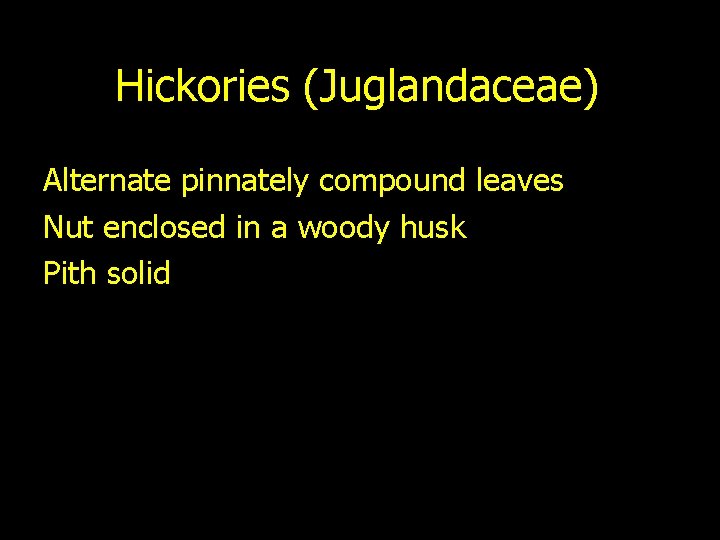 Hickories (Juglandaceae) Alternate pinnately compound leaves Nut enclosed in a woody husk Pith solid
