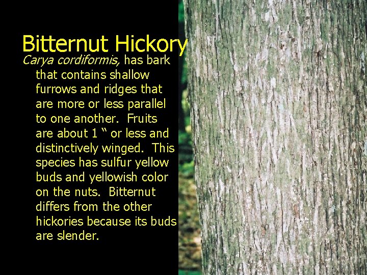 Bitternut Hickory Carya cordiformis, has bark that contains shallow furrows and ridges that are