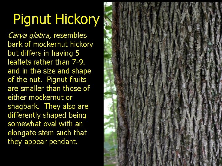 Pignut Hickory Carya glabra, resembles bark of mockernut hickory but differs in having 5