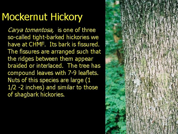Mockernut Hickory Carya tomentosa, is one of three so-called tight-barked hickories we have at