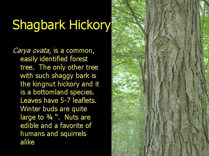 Shagbark Hickory Carya ovata, is a common, easily identified forest tree. The only other