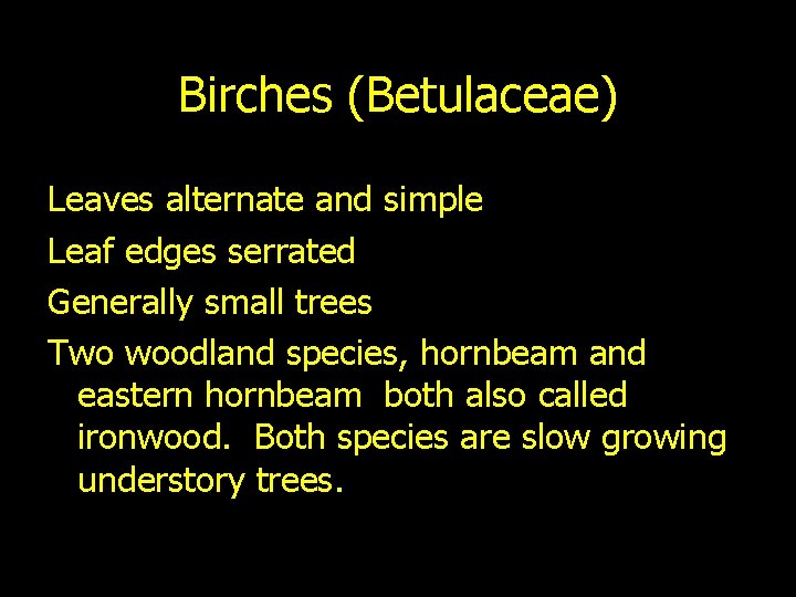Birches (Betulaceae) Leaves alternate and simple Leaf edges serrated Generally small trees Two woodland