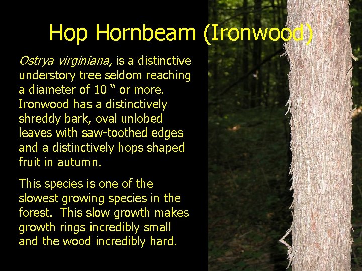 Hop Hornbeam (Ironwood) Ostrya virginiana, is a distinctive understory tree seldom reaching a diameter