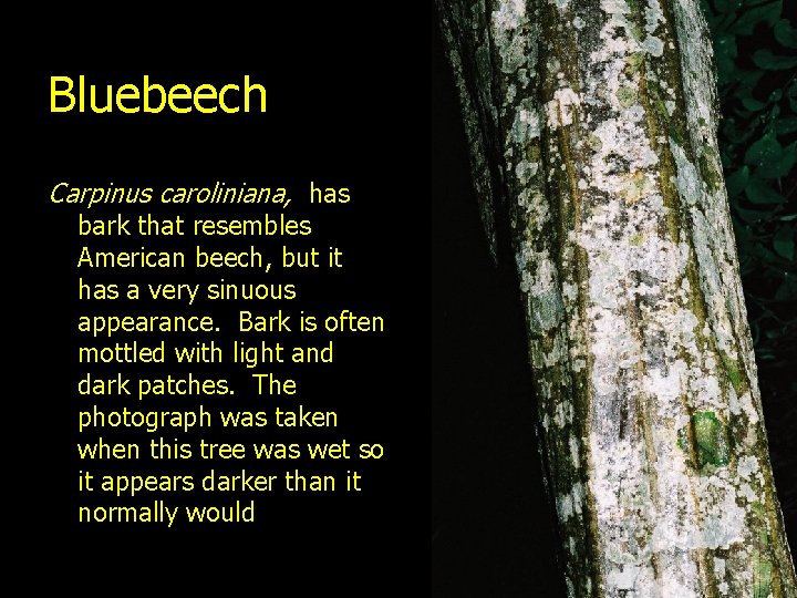Bluebeech Carpinus caroliniana, has bark that resembles American beech, but it has a very