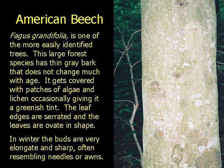 American Beech Fagus grandifolia, is one of the more easily identified trees. This large