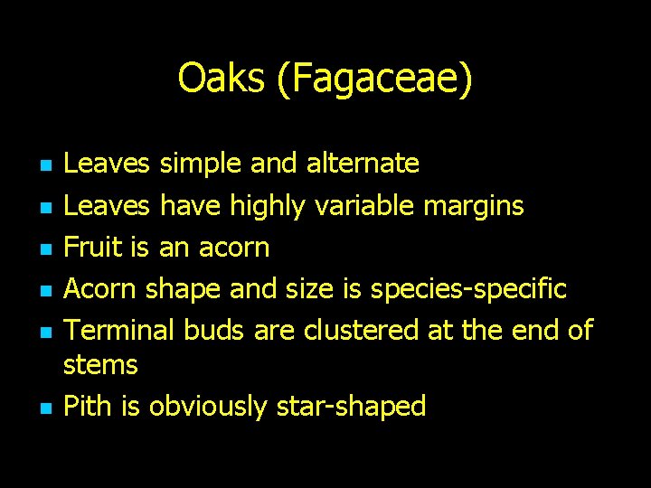 Oaks (Fagaceae) n n n Leaves simple and alternate Leaves have highly variable margins