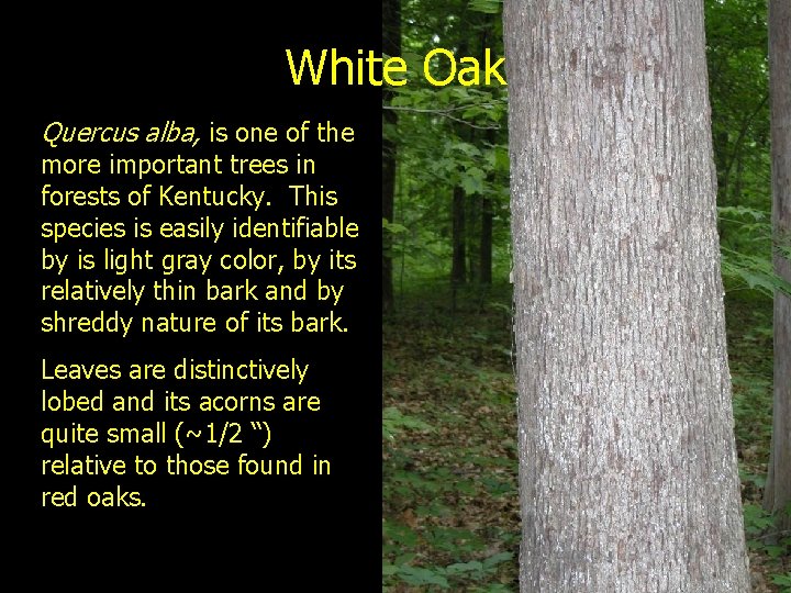 White Oak Quercus alba, is one of the more important trees in forests of