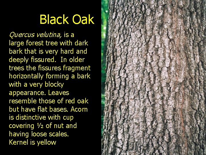 Black Oak Quercus velutina, is a large forest tree with dark bark that is