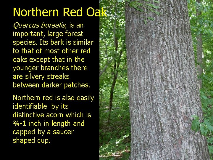 Northern Red Oak Quercus borealis, is an important, large forest species. Its bark is