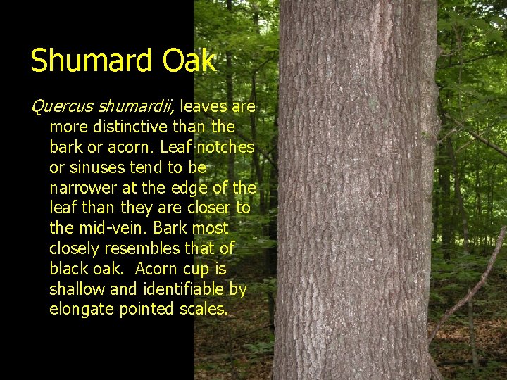 Shumard Oak Quercus shumardii, leaves are more distinctive than the bark or acorn. Leaf
