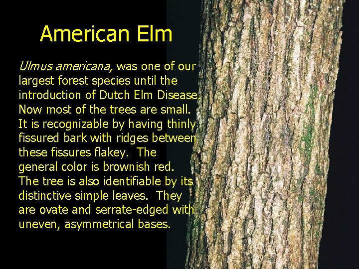 American Elm Ulmus americana, was one of our largest forest species until the introduction