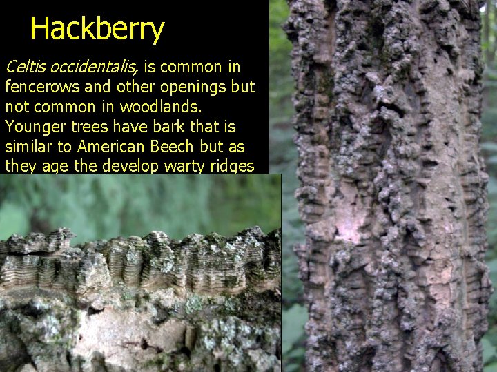 Hackberry Celtis occidentalis, is common in fencerows and other openings but not common in