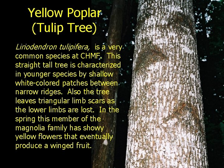 Yellow Poplar (Tulip Tree) Liriodendron tulipifera, is a very common species at CHMF. This
