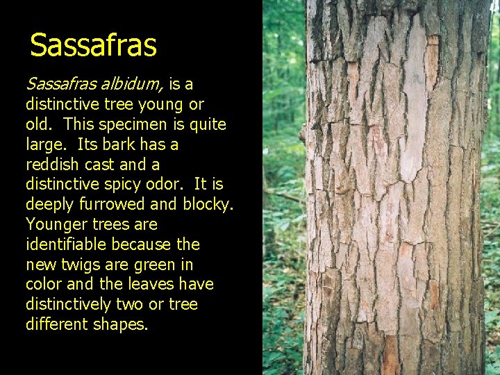 Sassafras albidum, is a distinctive tree young or old. This specimen is quite large.